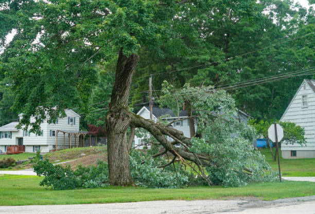  Salina, OK Tree Service Pros